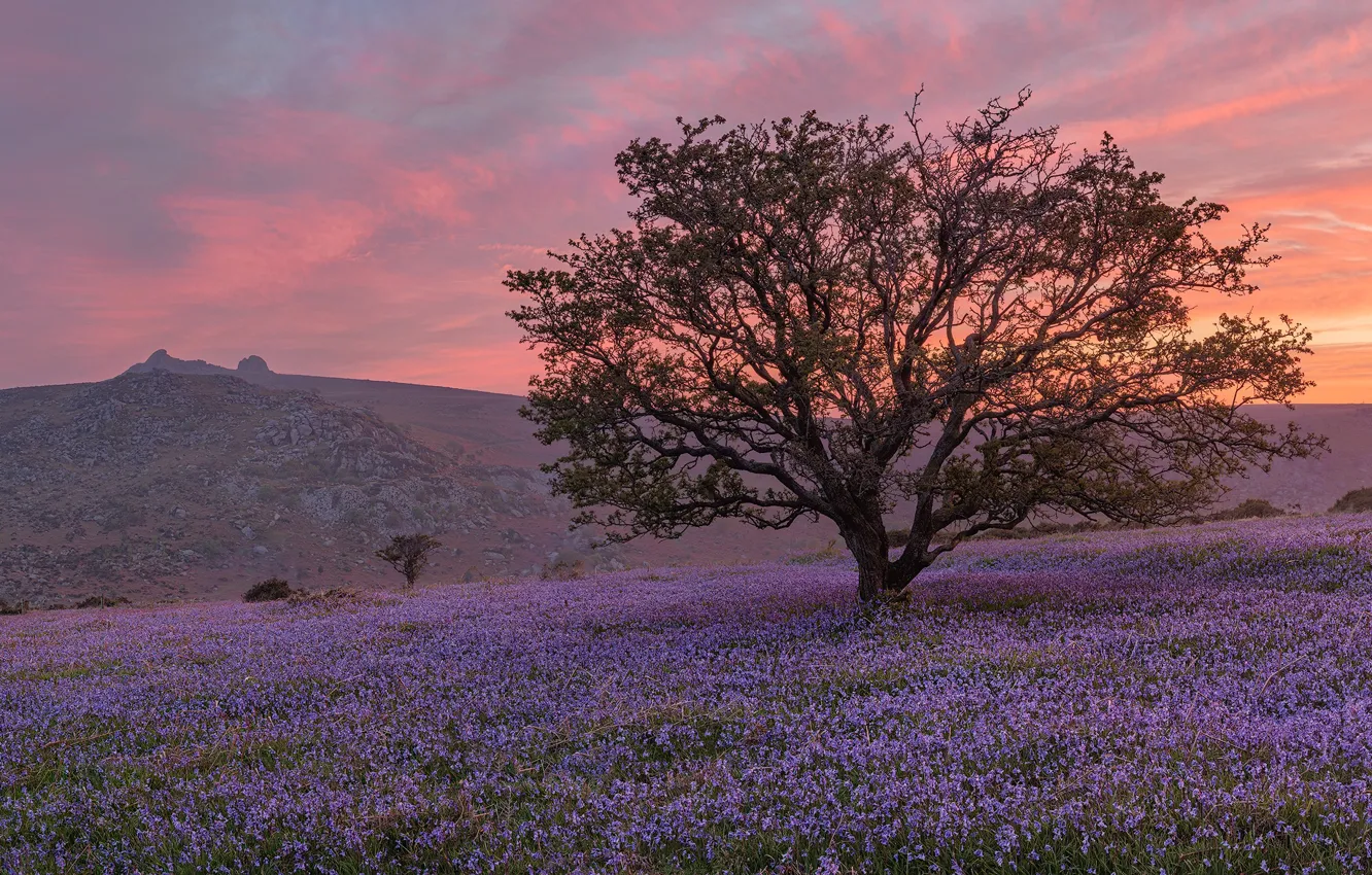 Photo wallpaper field, the sky, clouds, trees, sunset, flowers, branches, nature