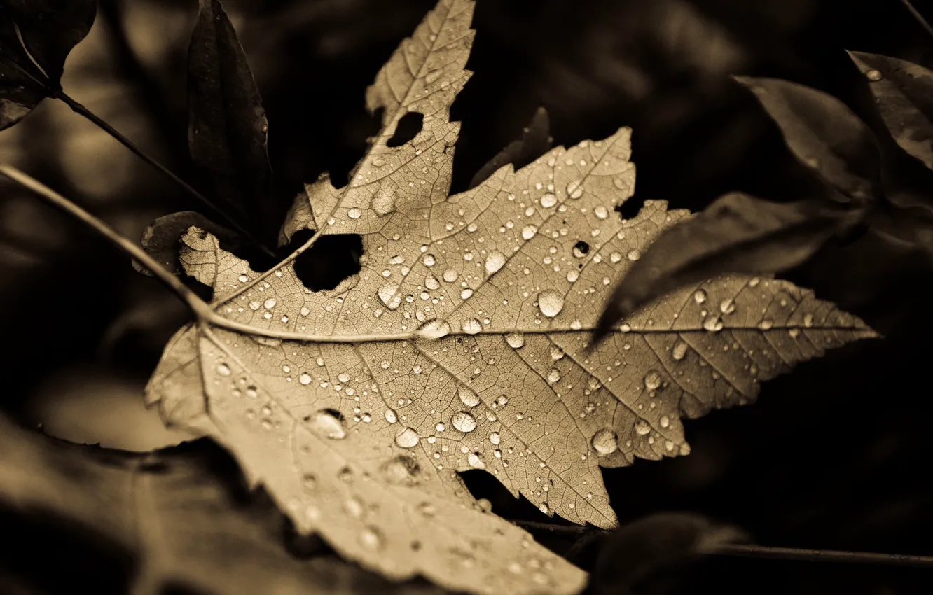 Photo wallpaper Fall, leaves, drops