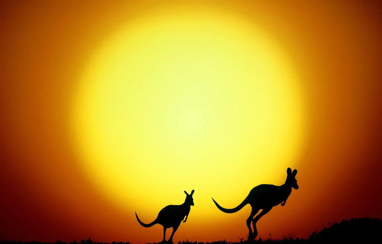 Photo wallpaper the sun, yellow, Australia, kangaroo