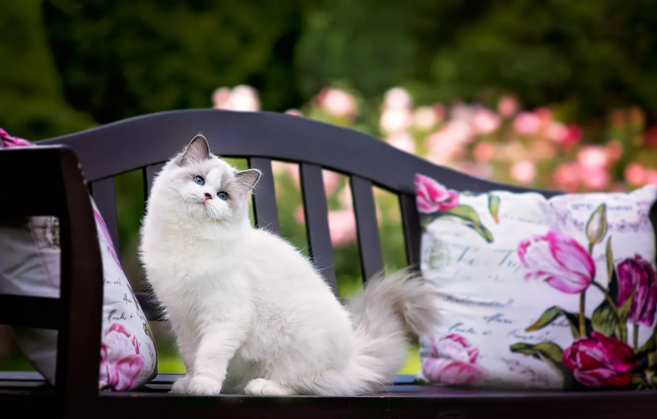 Photo wallpaper cat, look, pillow, face, bench, blue-eyed, fluffy cat, ragdoll