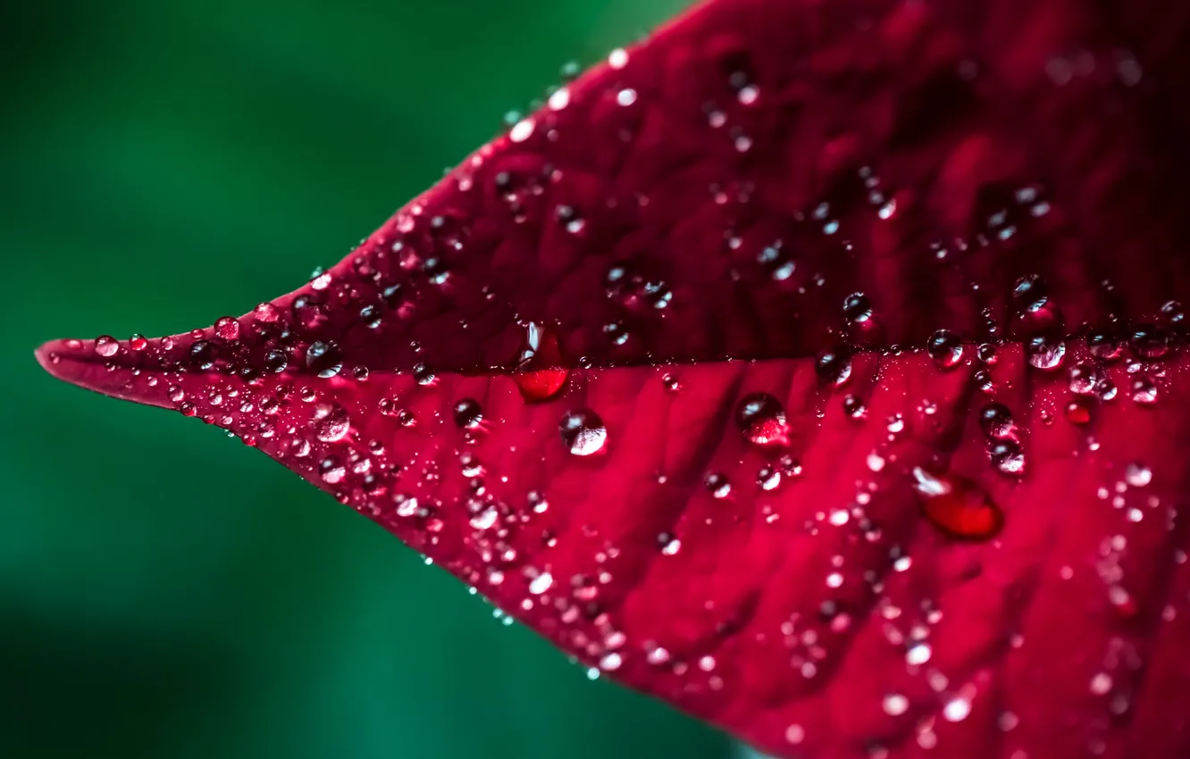 Photo wallpaper autumn, leaves, drops, macro