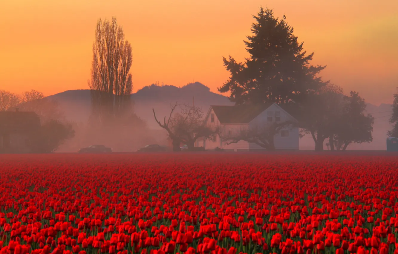 Photo wallpaper field, the sky, trees, flowers, mountains, fog, house, morning