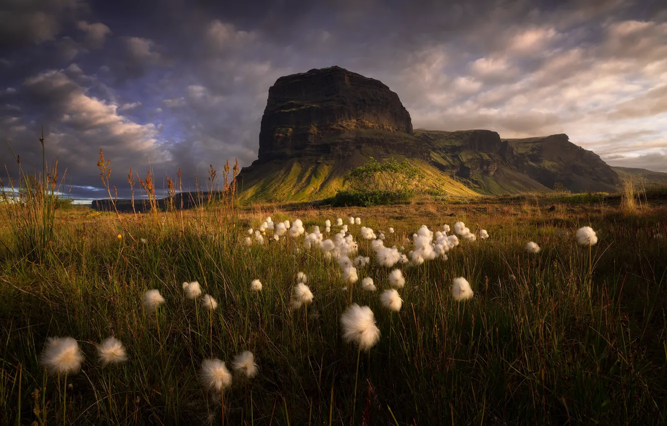 Photo wallpaper field, mountains, rocks, meadow, cotton