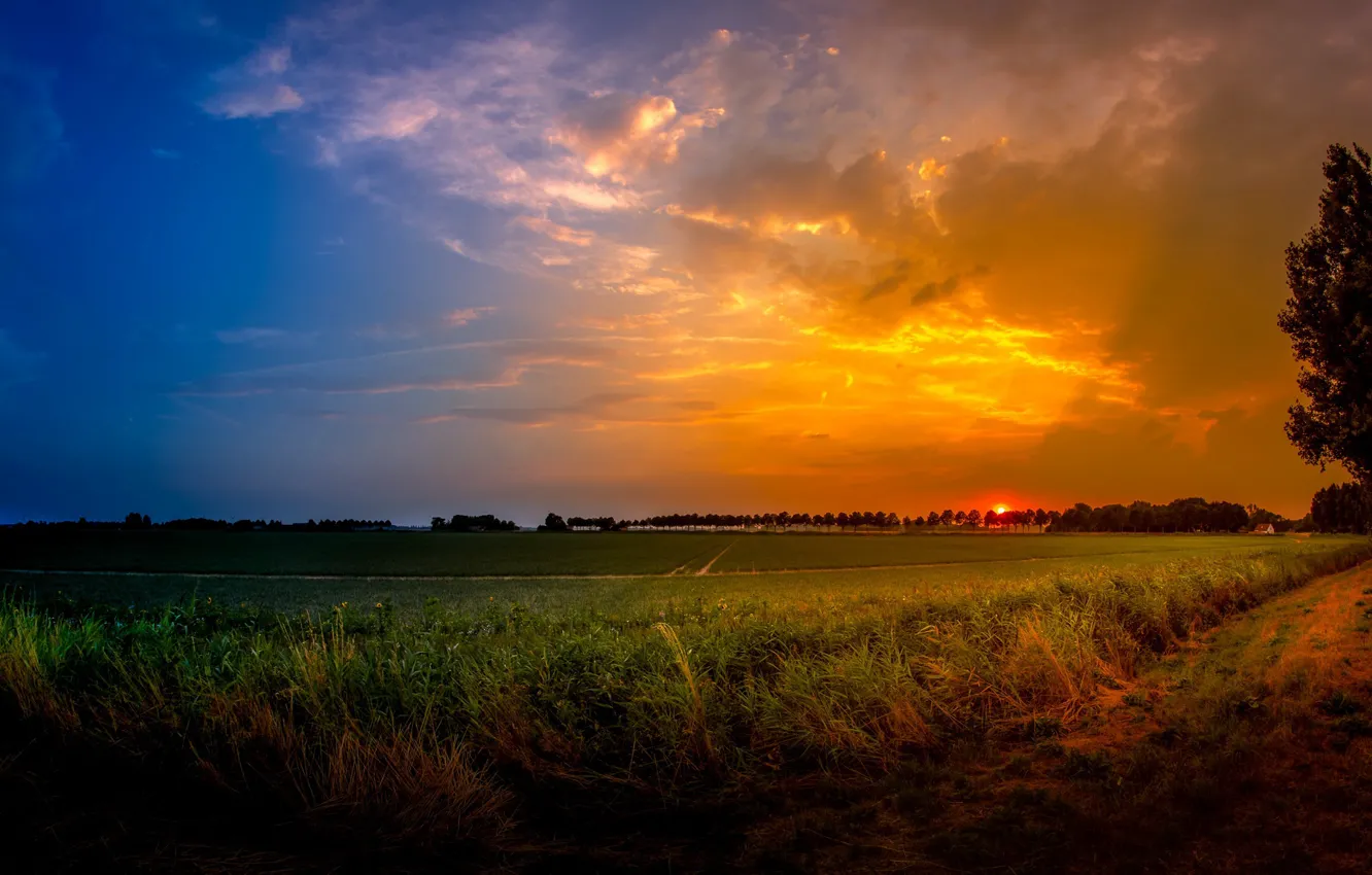 Photo wallpaper field, summer, sunset