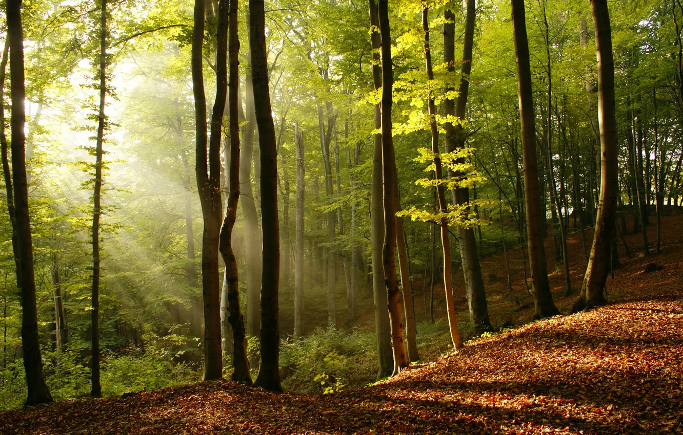 Photo wallpaper leaves, light, trees, nature, beauty, the rays of the sun