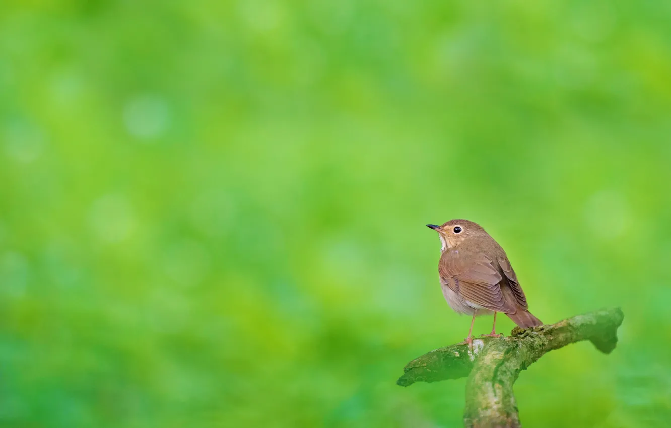 Photo wallpaper branches, nature, bird, Komarovka