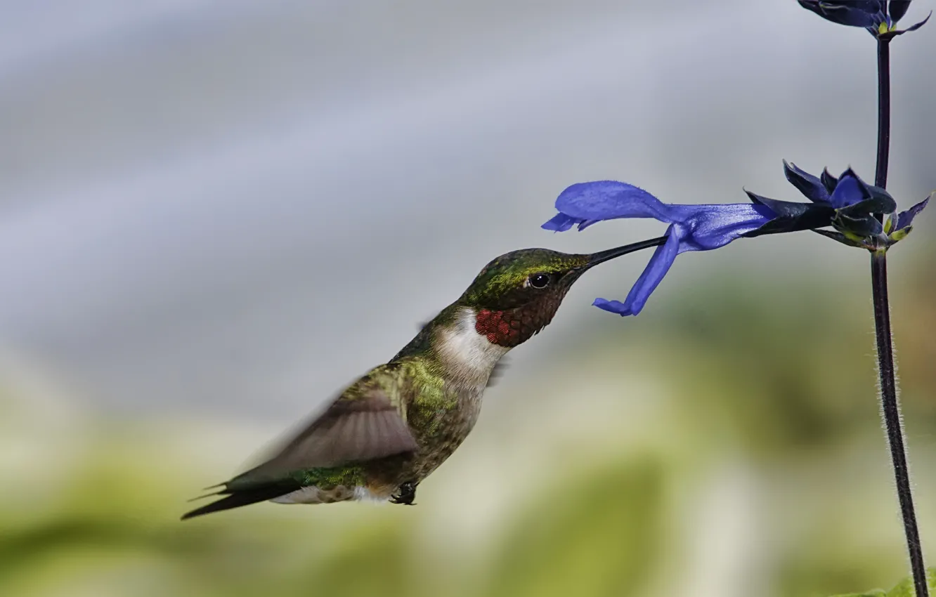 Photo wallpaper flower, macro, flight, bird, Hummingbird