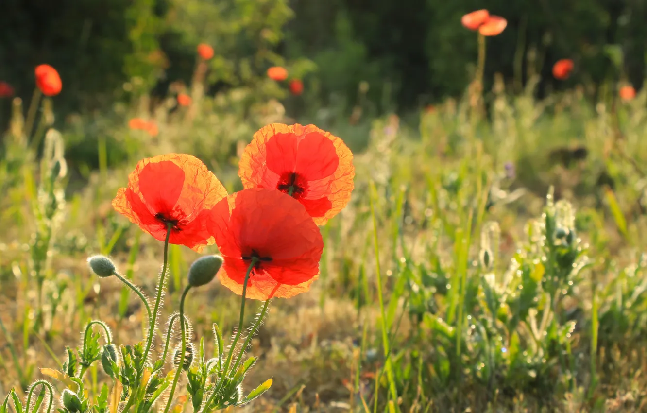 Photo wallpaper red, flower, poppy, meadow, blooming