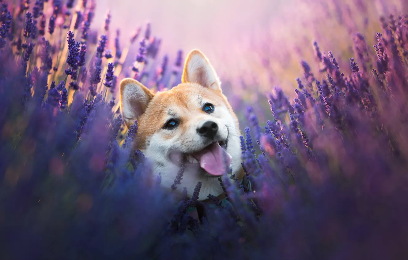 Photo wallpaper language, look, face, flowers, dog, lavender, Shiba inu