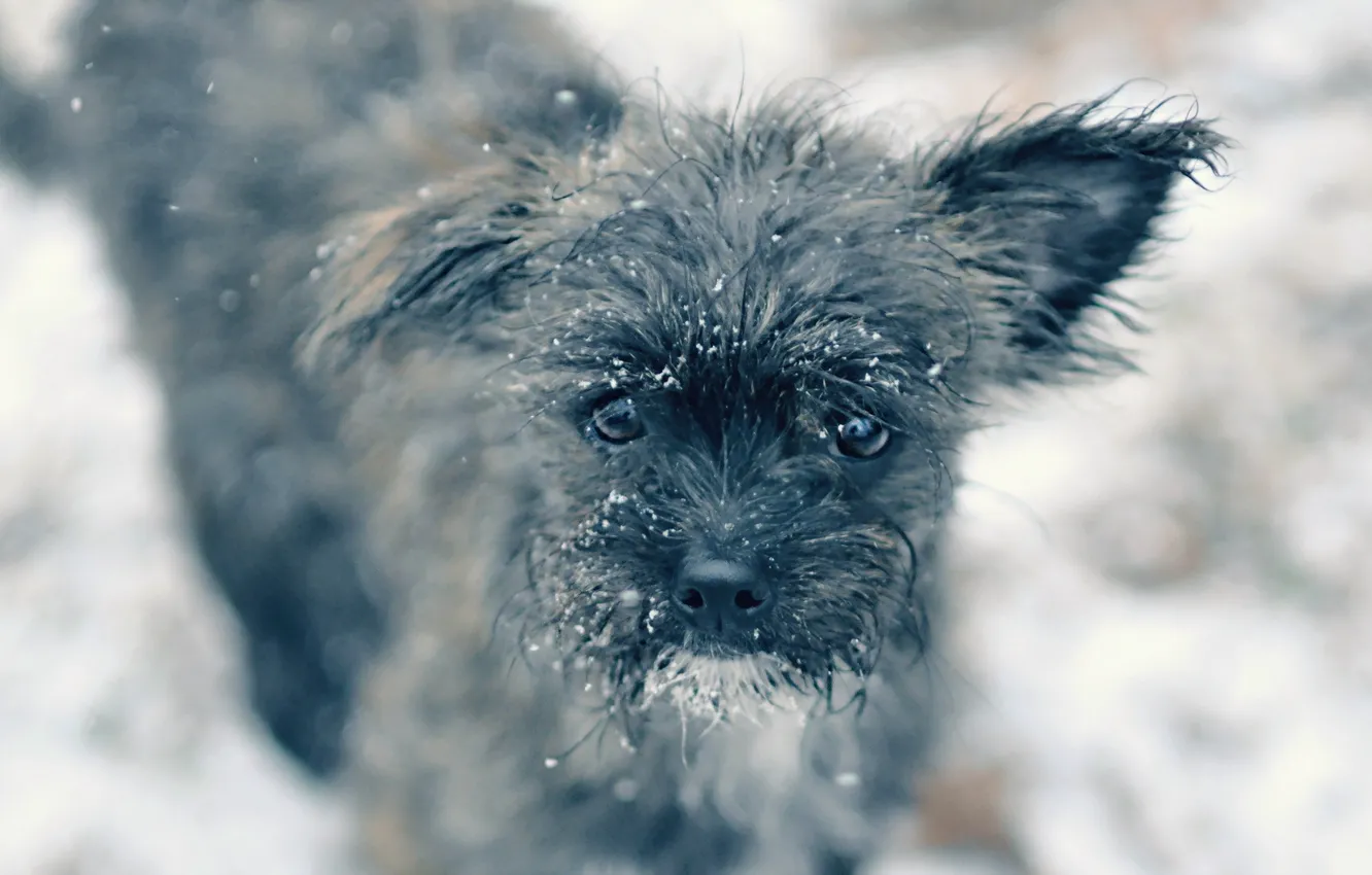 Photo wallpaper look, each, dog