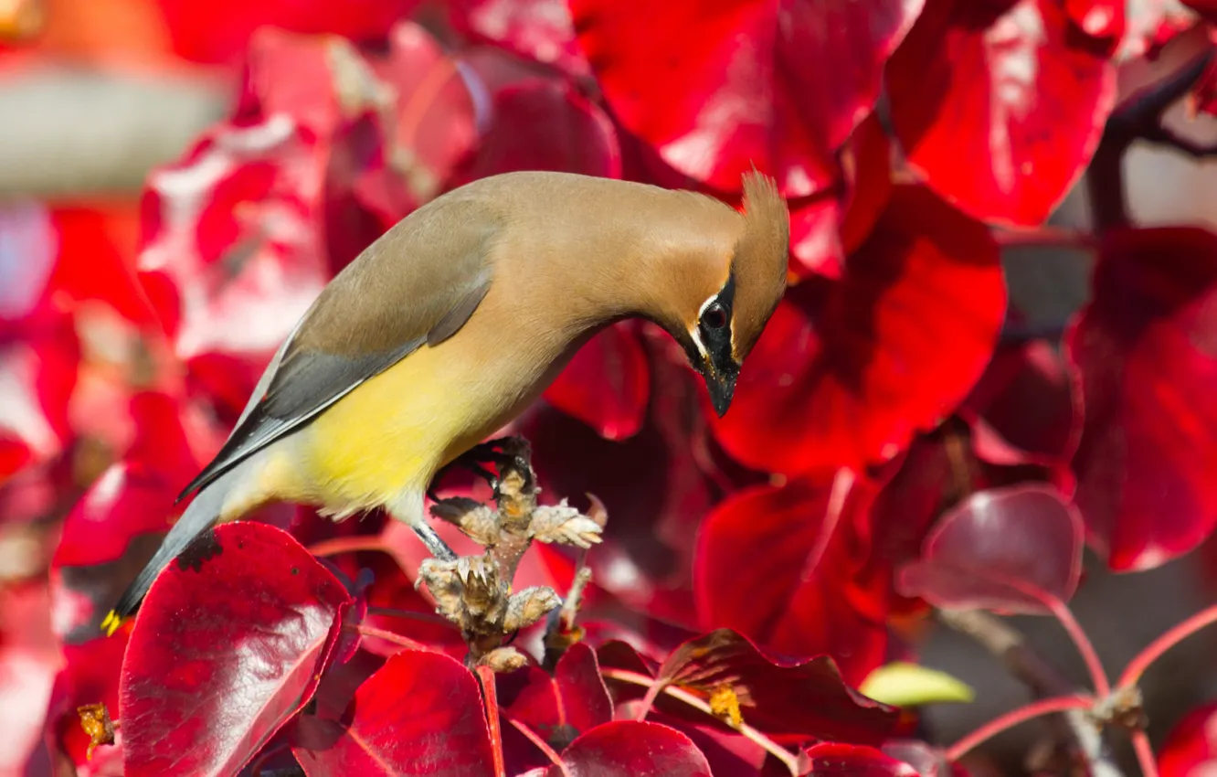 Photo wallpaper leaves, bird, paint, the Waxwing
