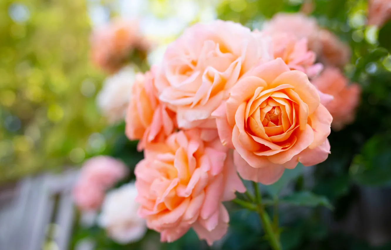 Photo wallpaper flowers, orange, roses, blur, garden, bokeh, salmon