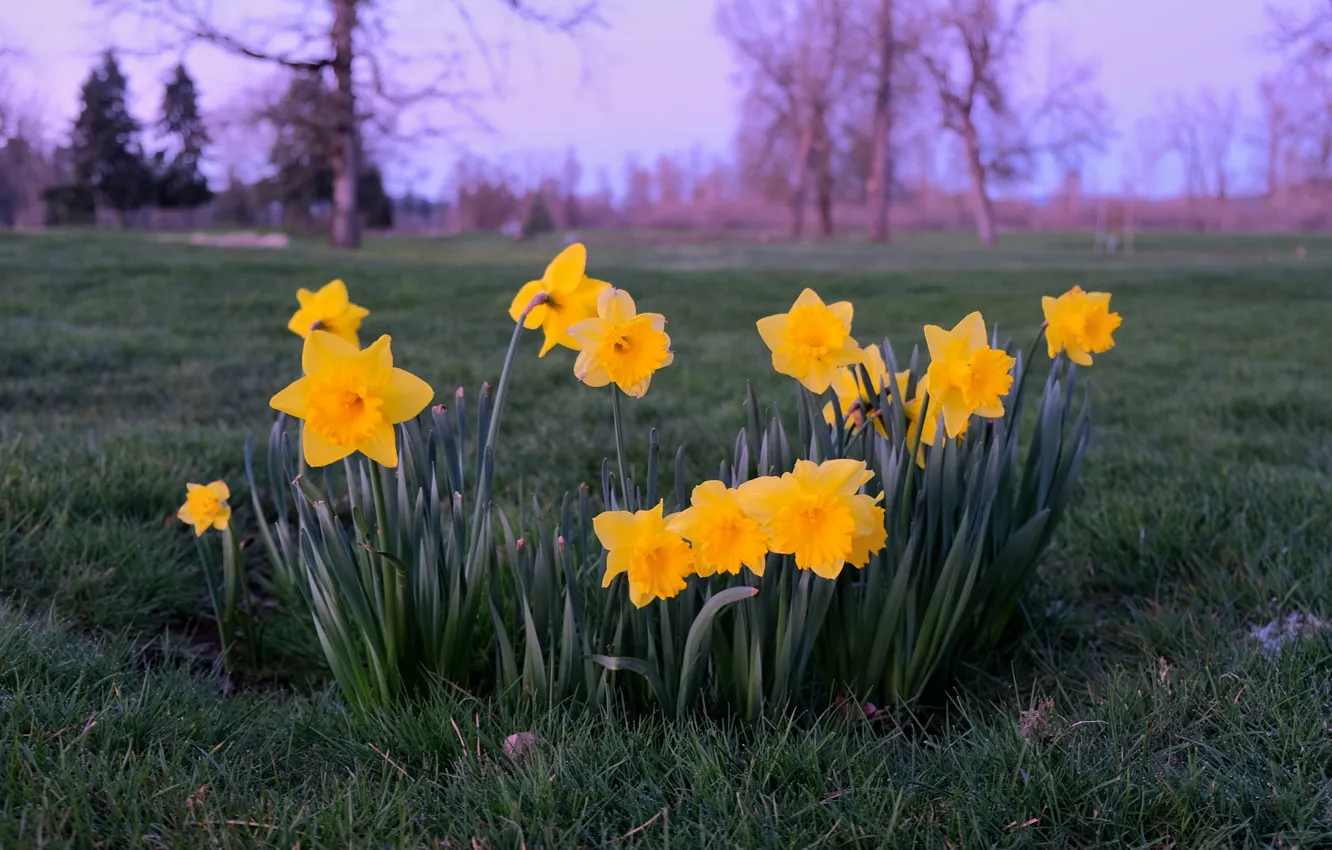 Photo wallpaper flowers, spring, daffodils