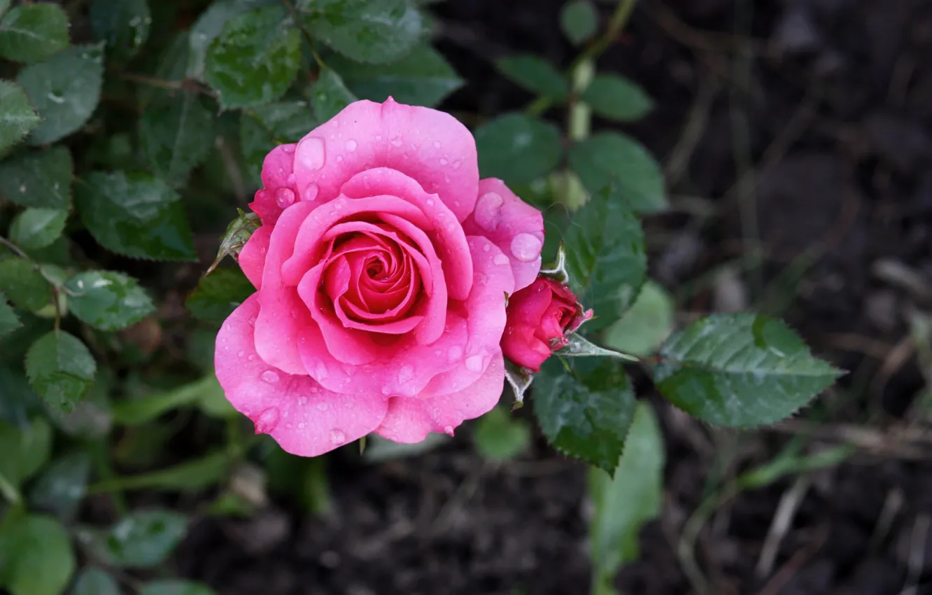 Photo wallpaper drops, branches, roses, flowering