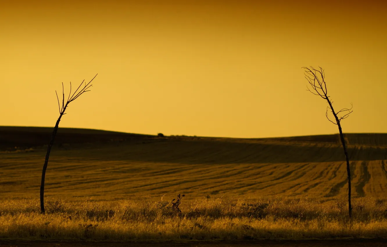 Photo wallpaper trees, landscape, sunset