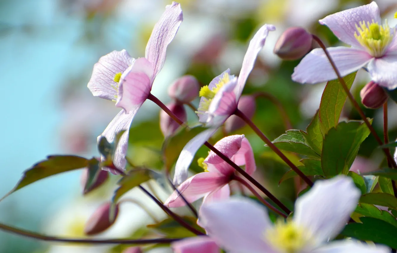 Photo wallpaper summer, flowers, nature, beauty