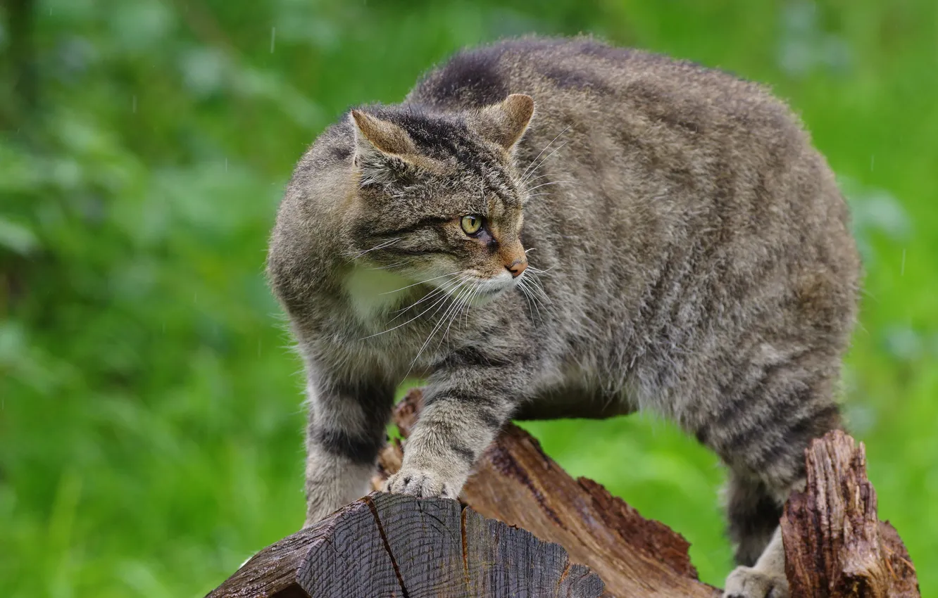 Photo wallpaper look, nature, pose, rain, stump, unhappy, wild cat