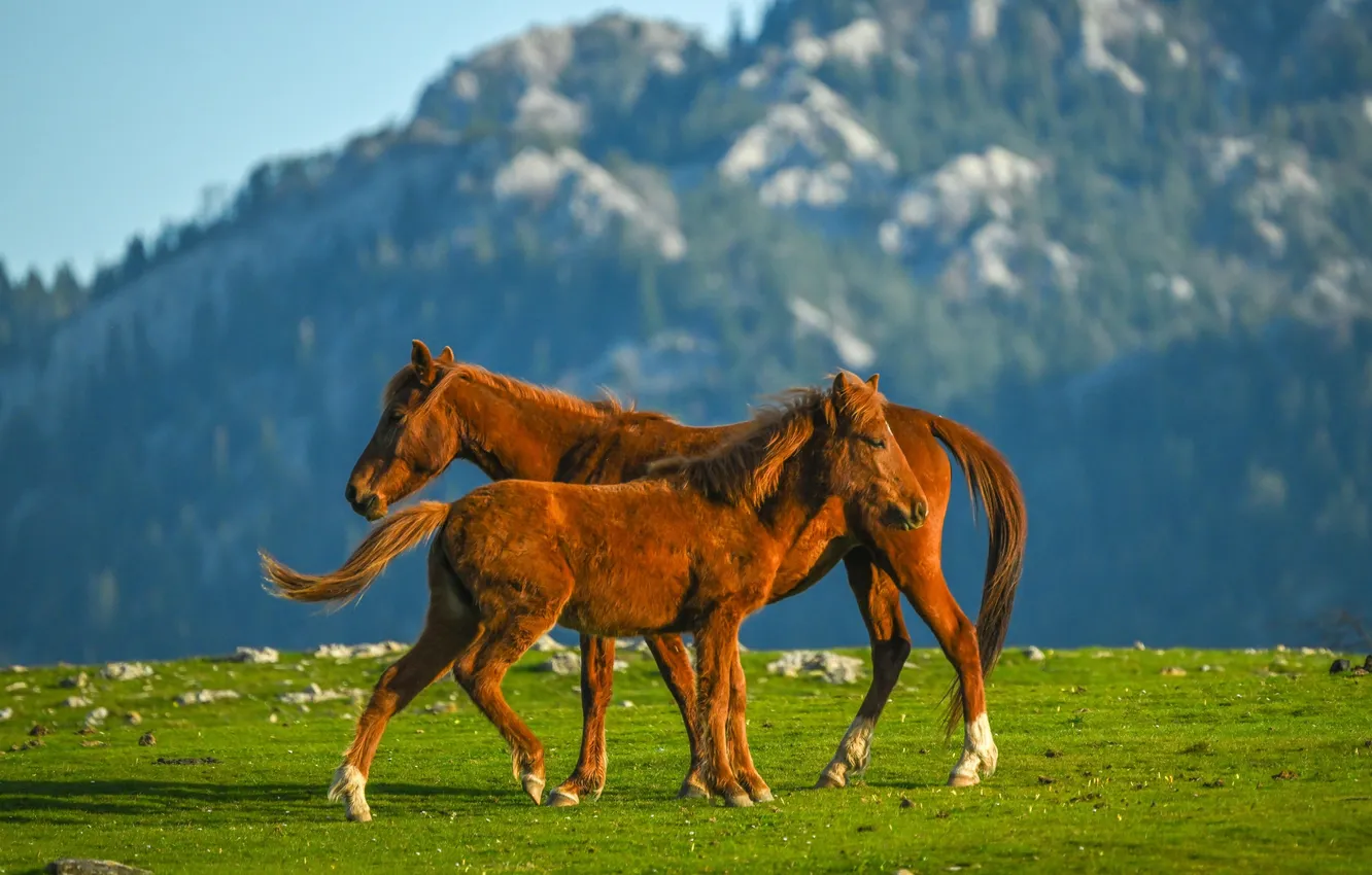 Photo wallpaper grass, mountain, horse