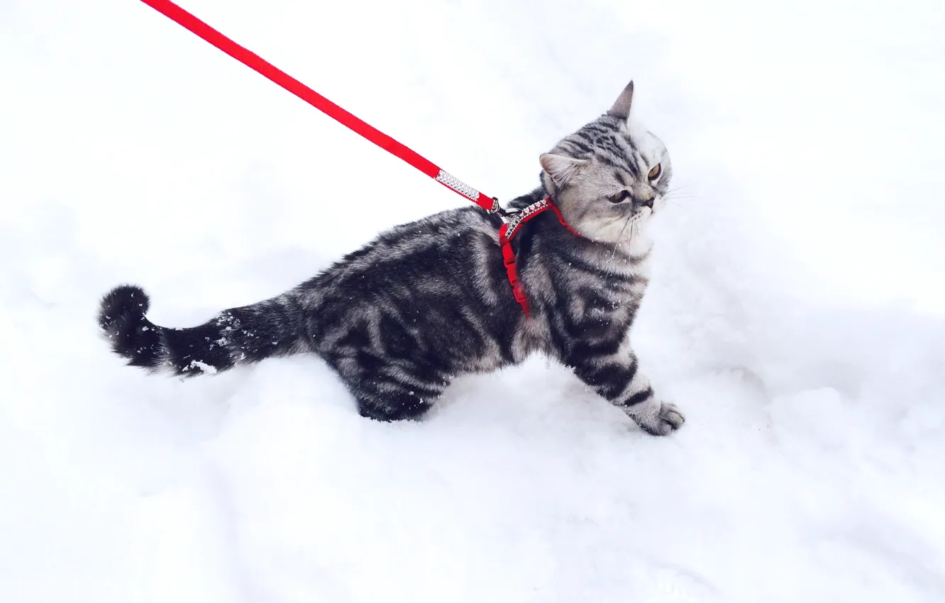 Photo wallpaper winter, cat, cat, snow, kitty, leash, British, British
