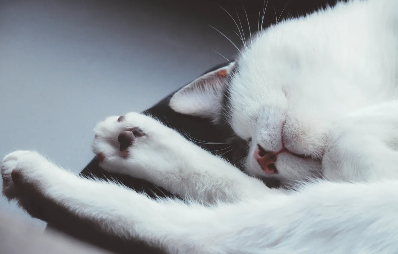Photo wallpaper cat, cat, legs, sleeping
