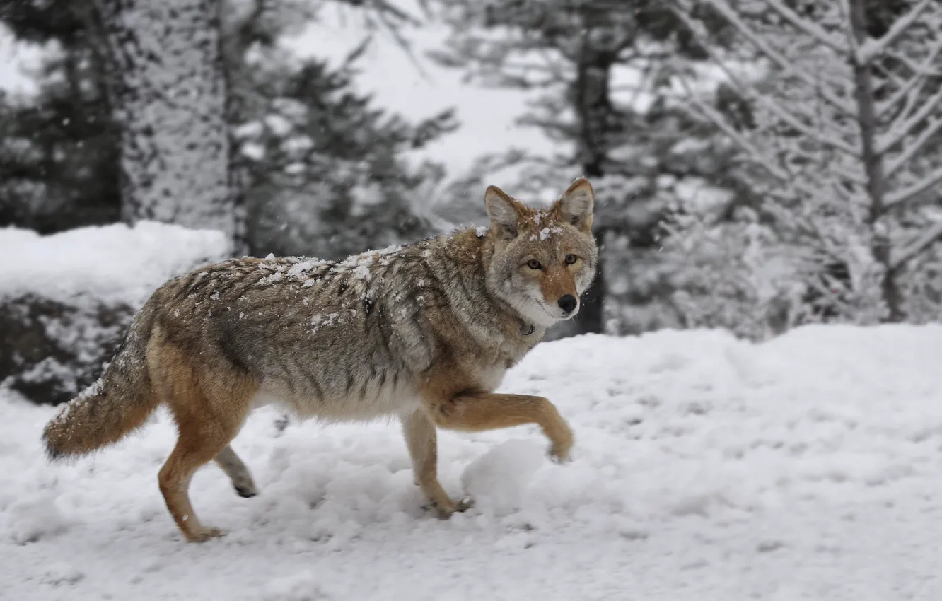 Photo wallpaper snow, animal, wolf, coyote