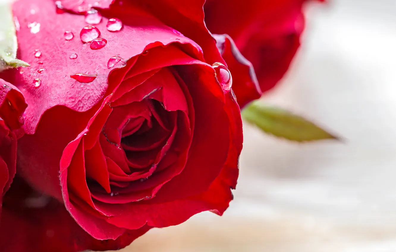 Photo wallpaper flower, macro, Bud, red rose, flower, macro, Bud, rose red