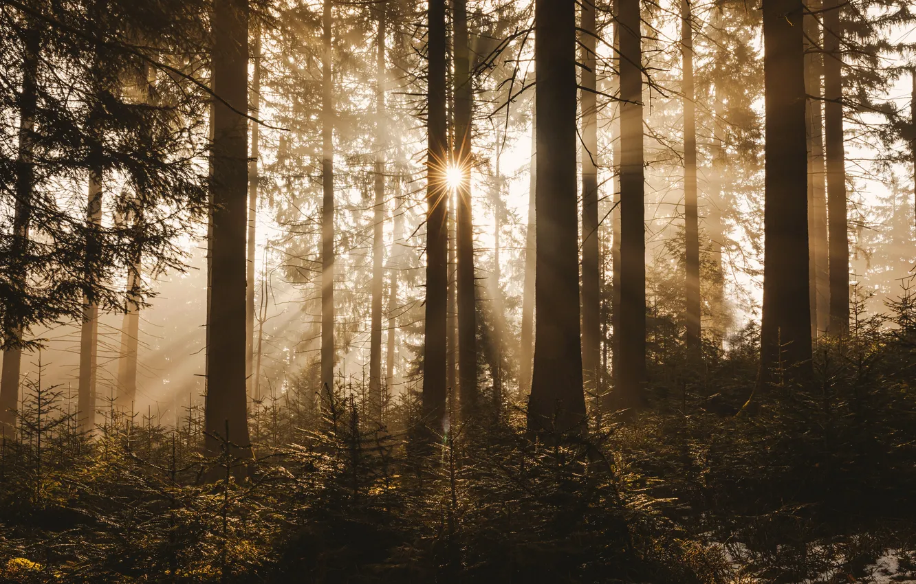 Photo wallpaper forest, the sun, trees, pine