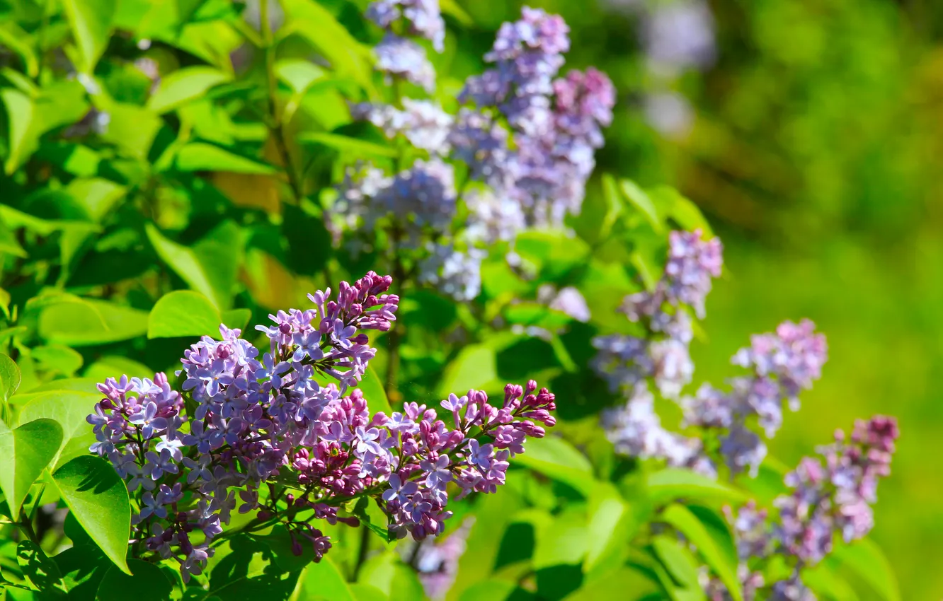 Photo wallpaper flower, leafs, spring, lilac, blooming