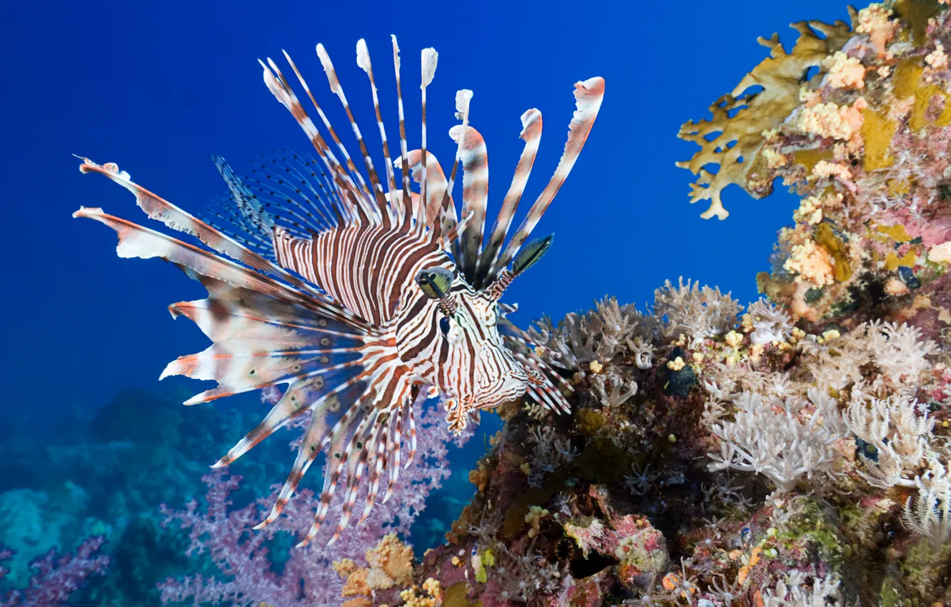 Photo wallpaper sea, fish, under water, underwater, sea, fish, coral, Lionfish