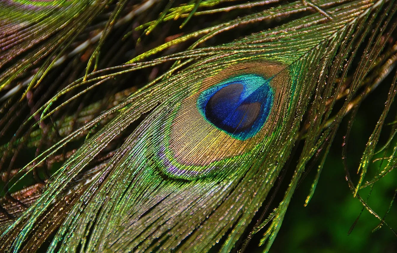 Photo wallpaper macro, pen, peacock feather