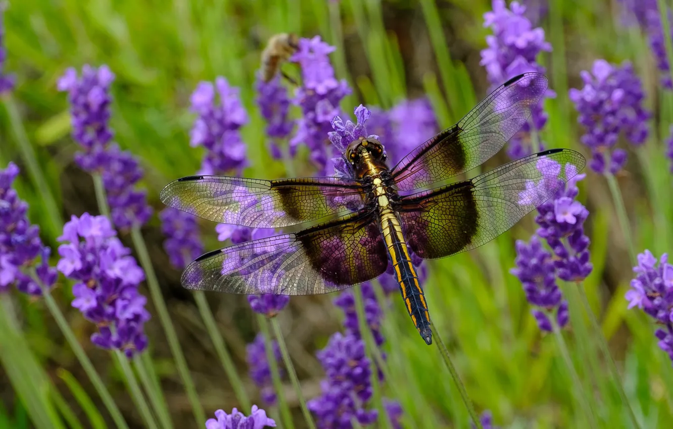 Photo wallpaper purple, macro, flowers, dragonfly, insect, lavender
