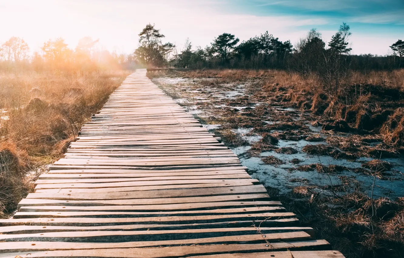 Photo wallpaper light, bridge, swamp