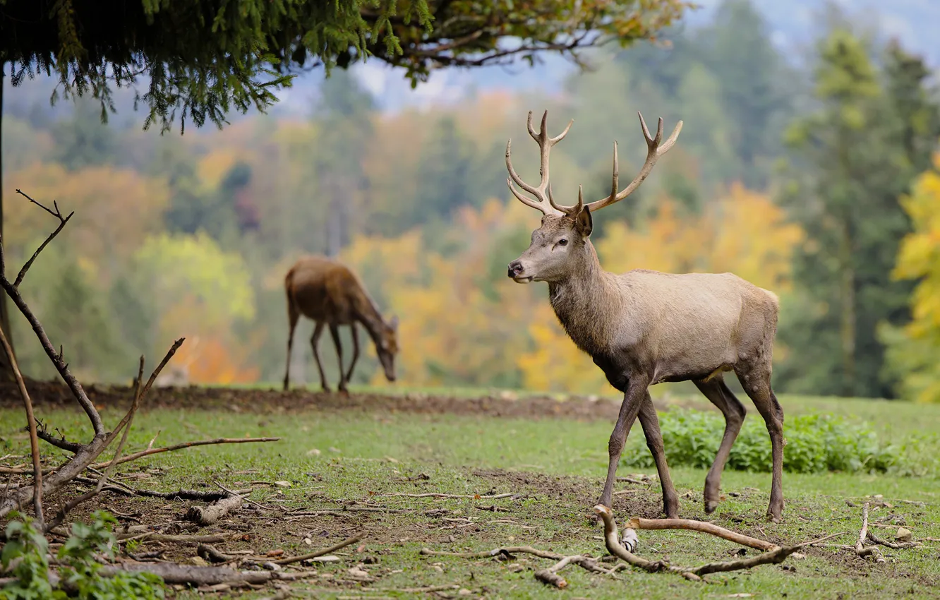 Photo wallpaper field, trees, Park, deer