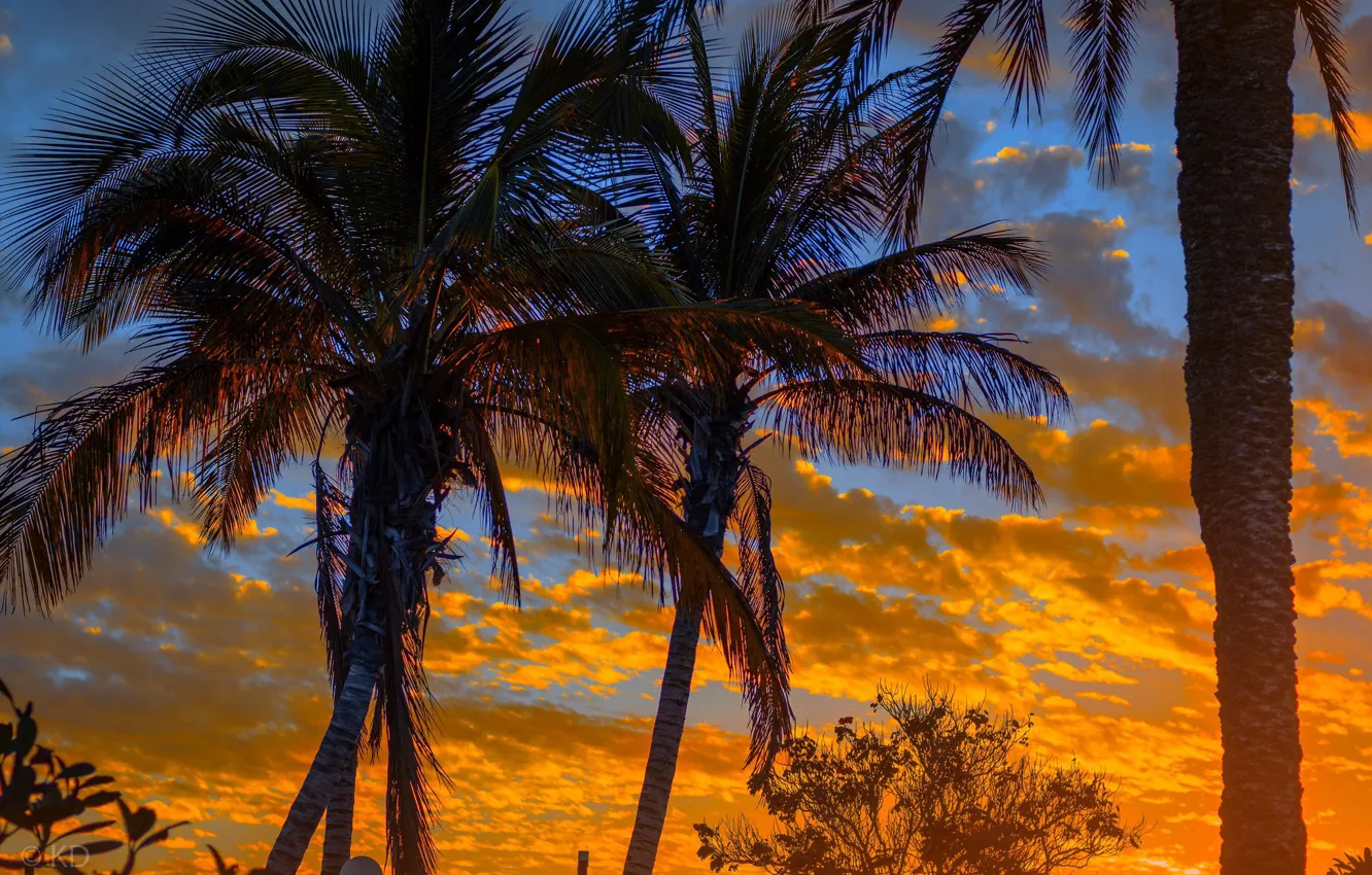 Photo wallpaper clouds, sunset, palm trees, glow