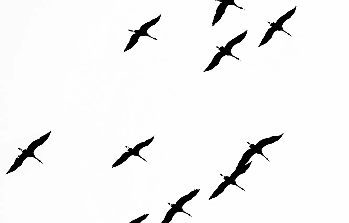 Photo wallpaper freedom, birds, flight