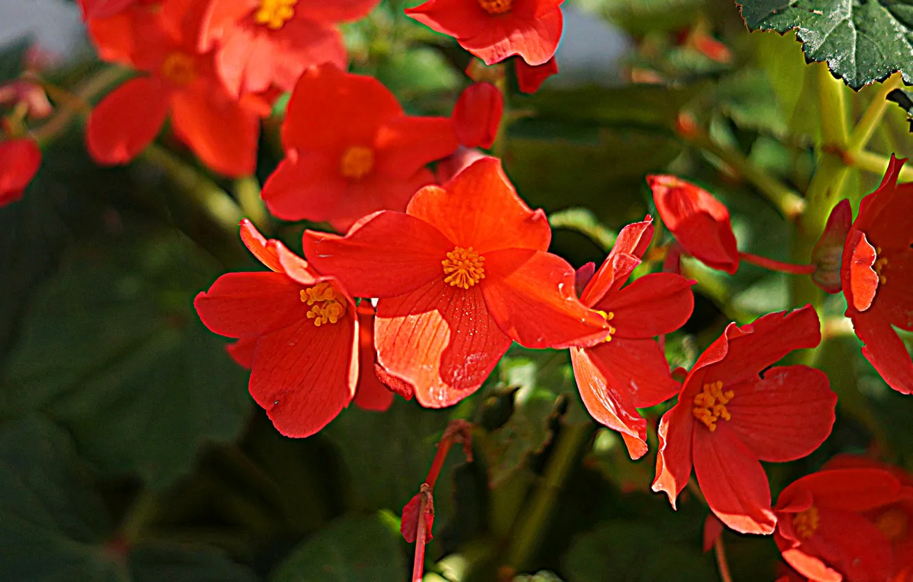 Photo wallpaper leaves, petals, garden, the bushes