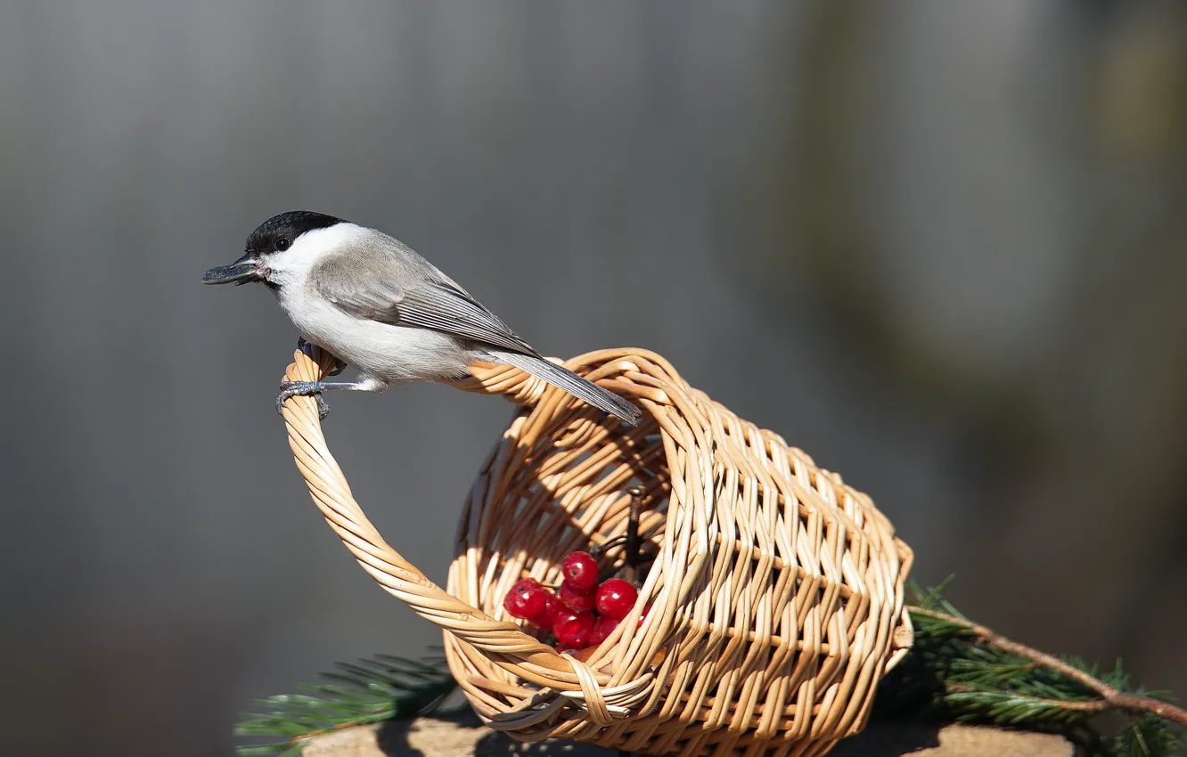 Photo wallpaper spring, tit, tit, eats seeds