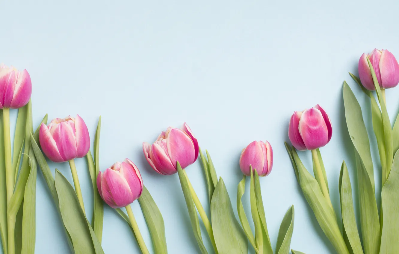 Photo wallpaper flowers, background, tulips