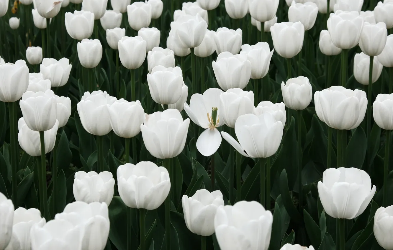Photo wallpaper flowers, tulips, white, flowerbed