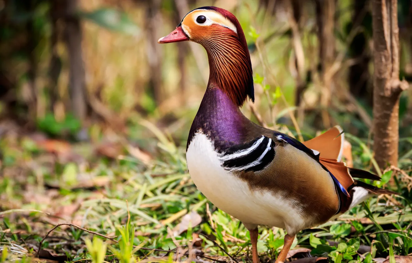 Photo wallpaper duck, look, Mandarin duck, background