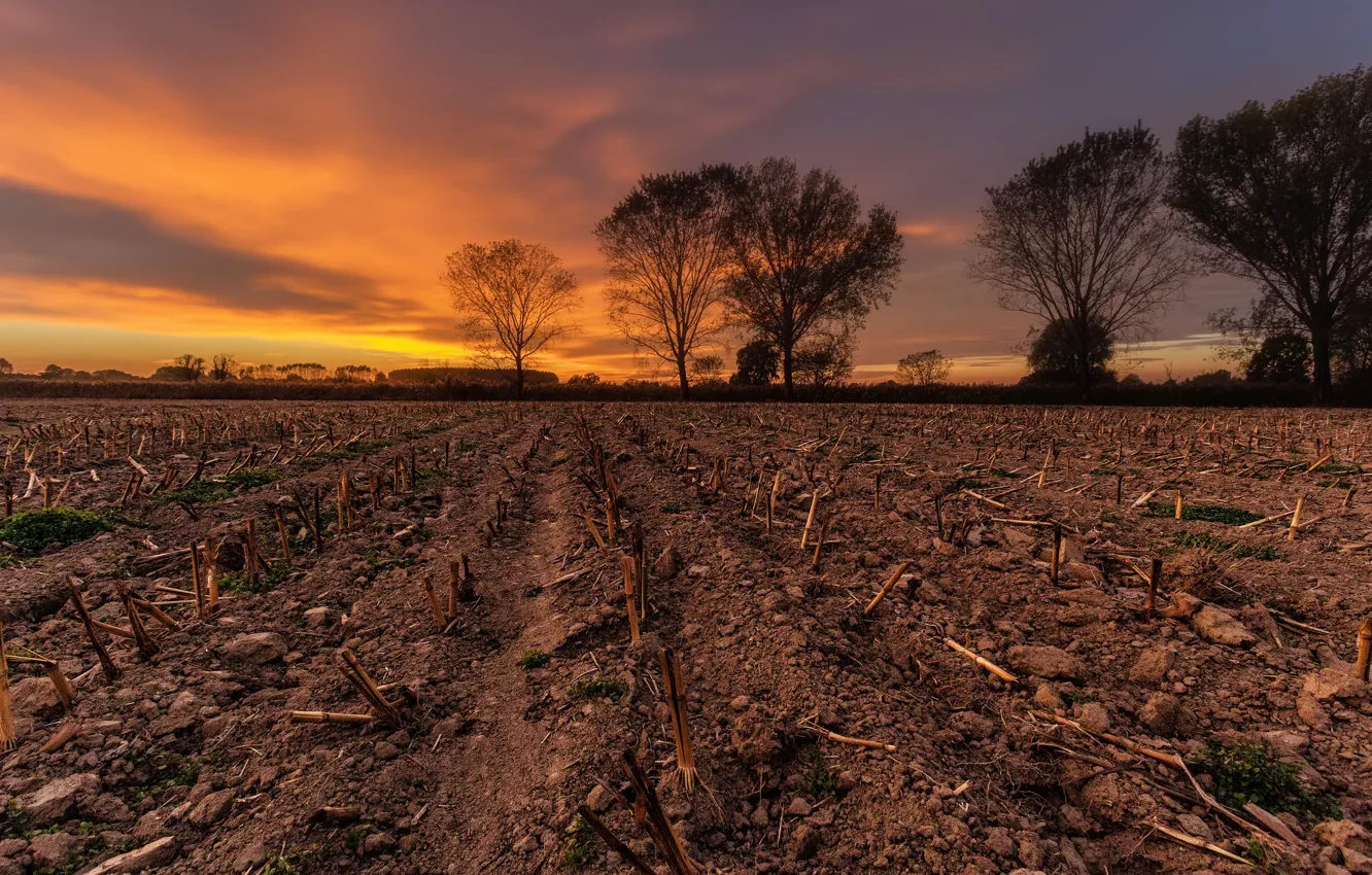 Photo wallpaper field, autumn, sunset