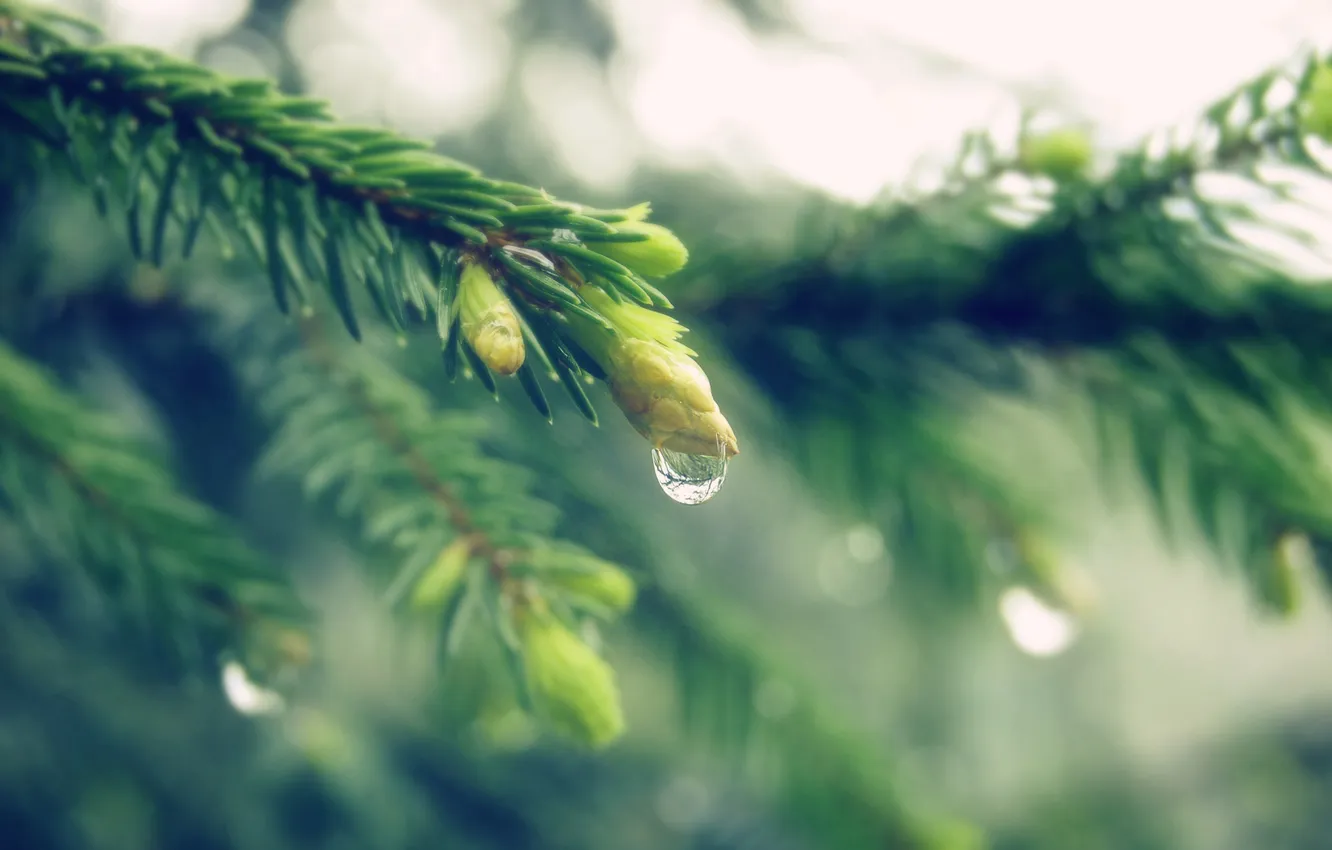 Photo wallpaper drops, tree, needles, Hypnotic Droplet