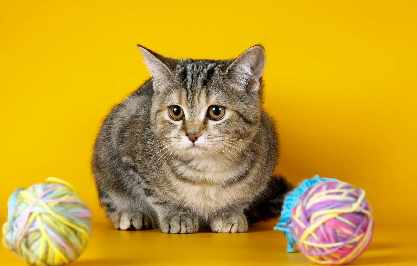 Photo wallpaper cat, background, thread