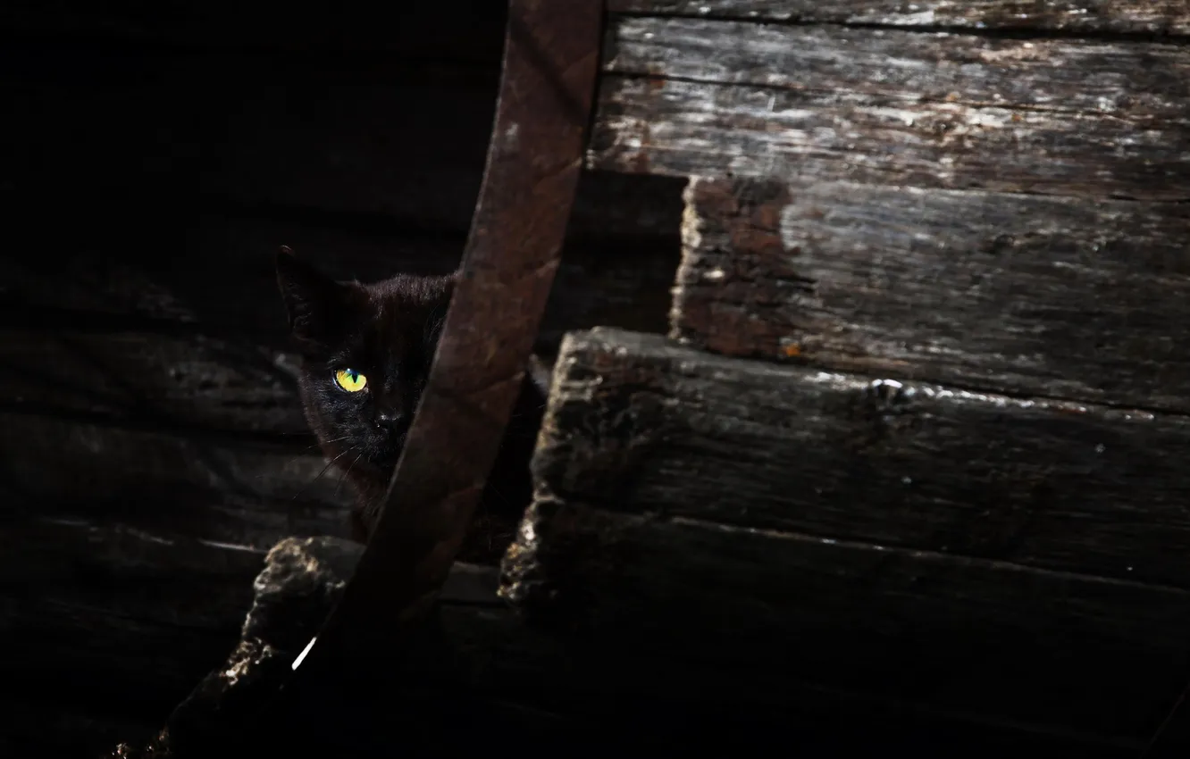 Photo wallpaper cat, look, background