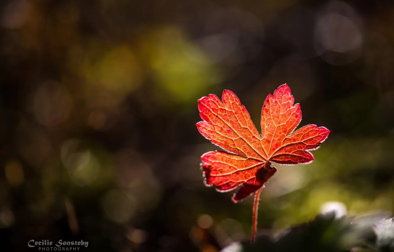 Photo wallpaper autumn, macro, light, red, leaf