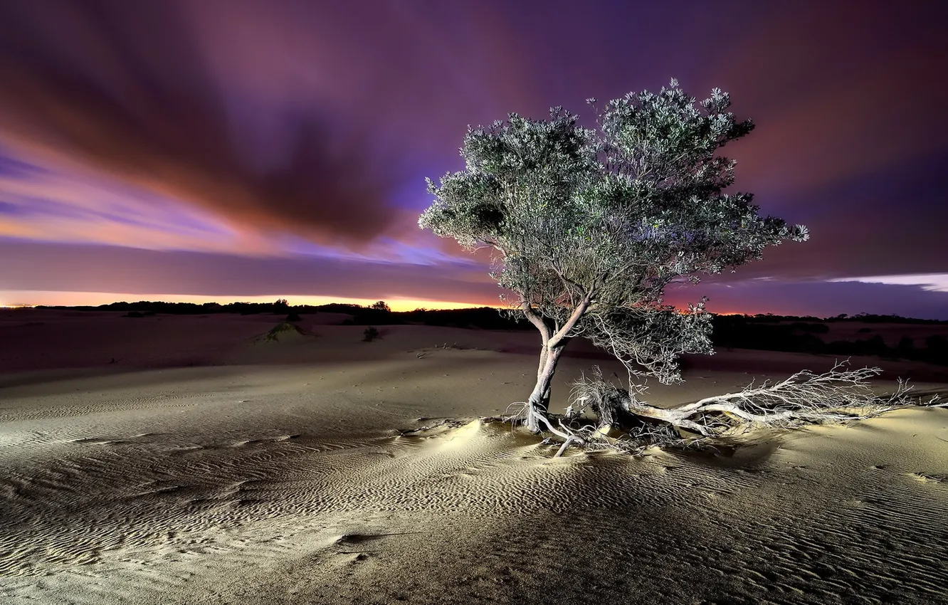 Photo wallpaper landscape, night, tree, desert