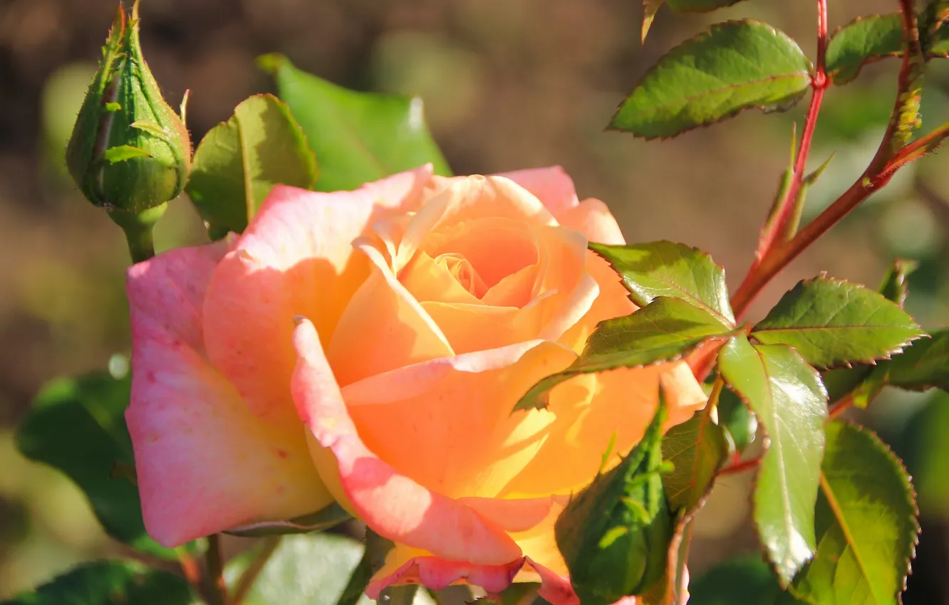Photo wallpaper macro, roses, buds