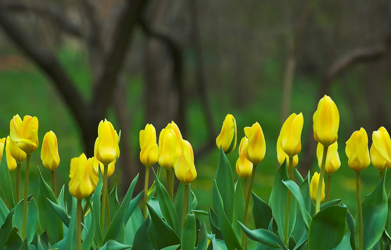 Photo wallpaper flowers, yellow, nature, focus, spring, tulips, buds
