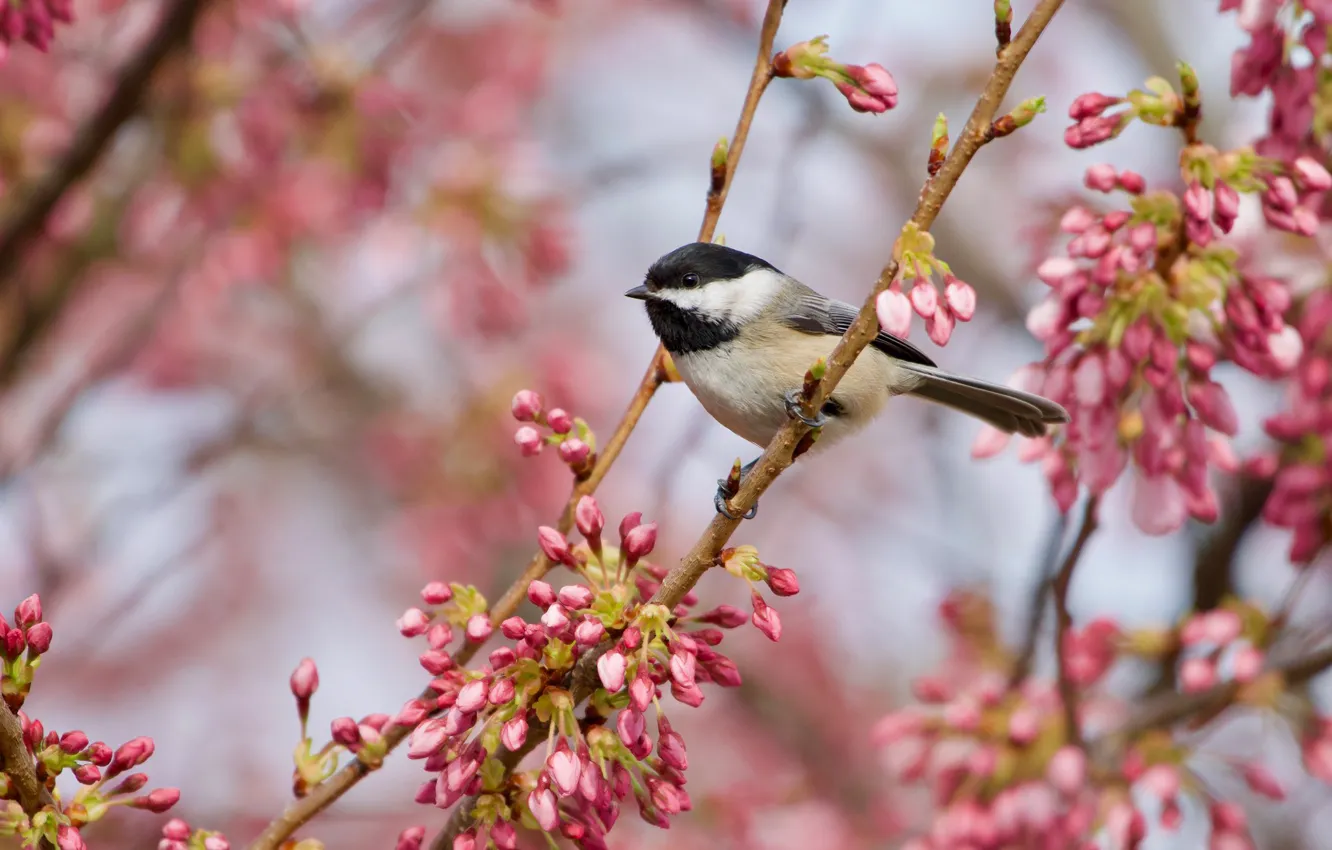 Photo wallpaper branches, bird, buds, tit, Belogolova atricapillus