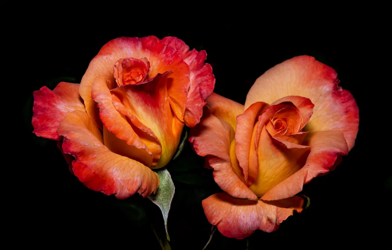 Photo wallpaper roses, pair, black background